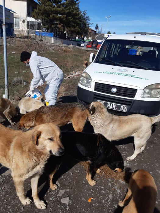 Kızılcahamam Belediyesi Sokak Köpekleri İçin Seferber Oldu