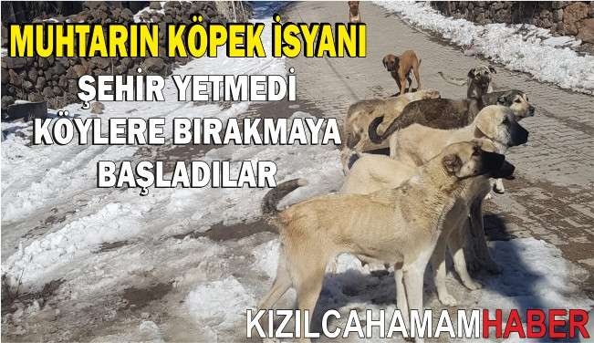 Şehir Yetmedi Köylere Bırakıyorlar, Muhtarın Köpek İsyanı