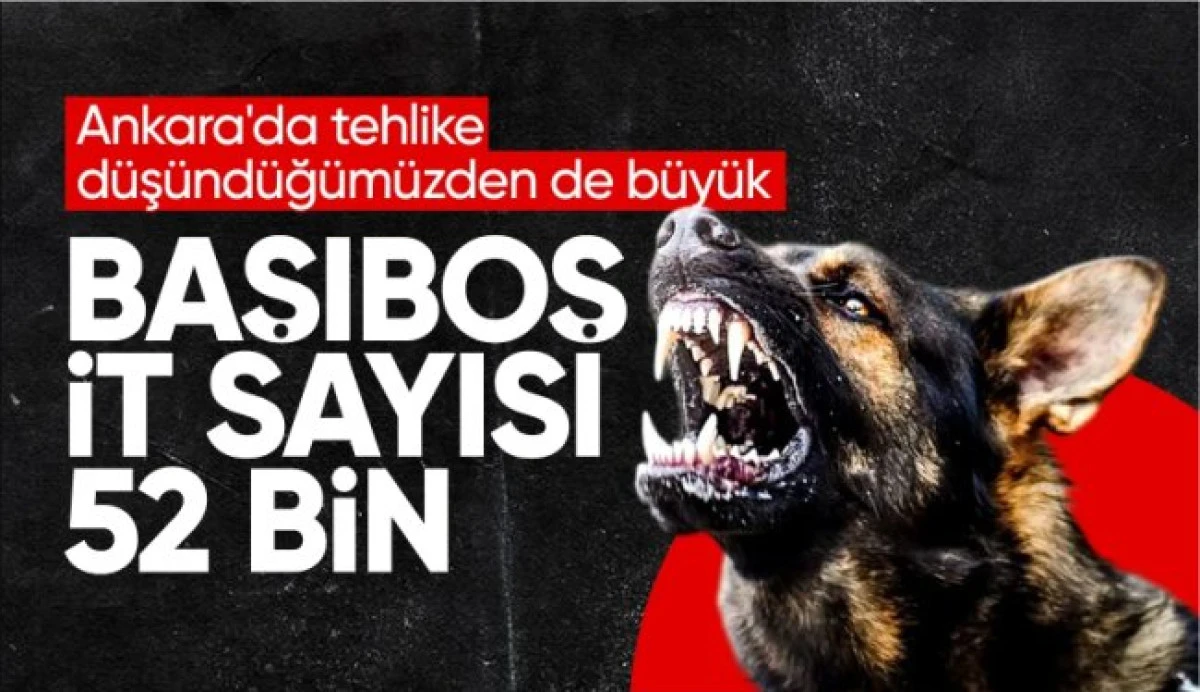 Ankara Valiliği başıboş köpek sayısını açıkladı