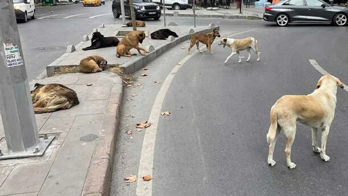 Ankara’da kamusal alanlarda sahipsiz köpek beslemek yasaklandı