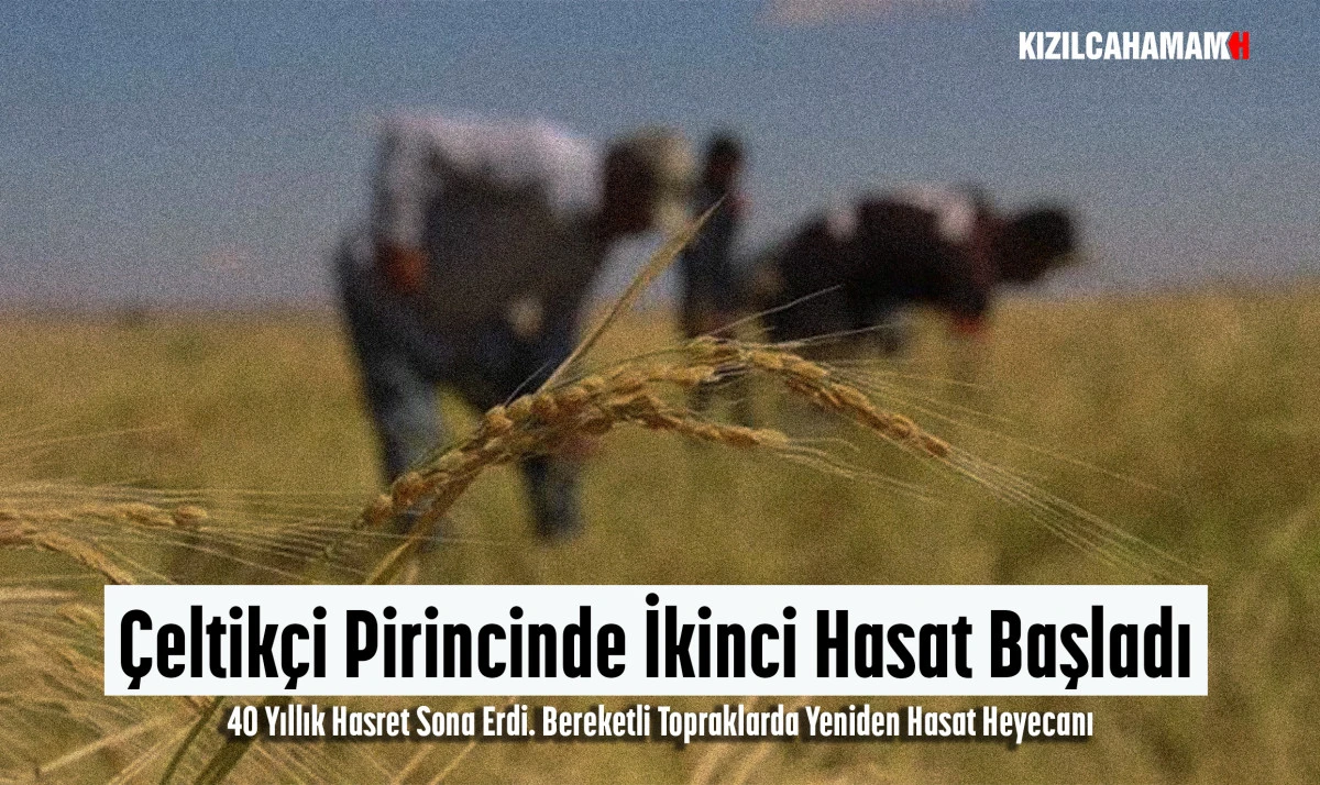 &Ccedil;eltik&ccedil;i Pirincinde İkinci Hasat Başladı