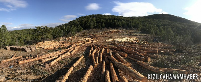 Ormanları daha ne kadar keseceğiz 