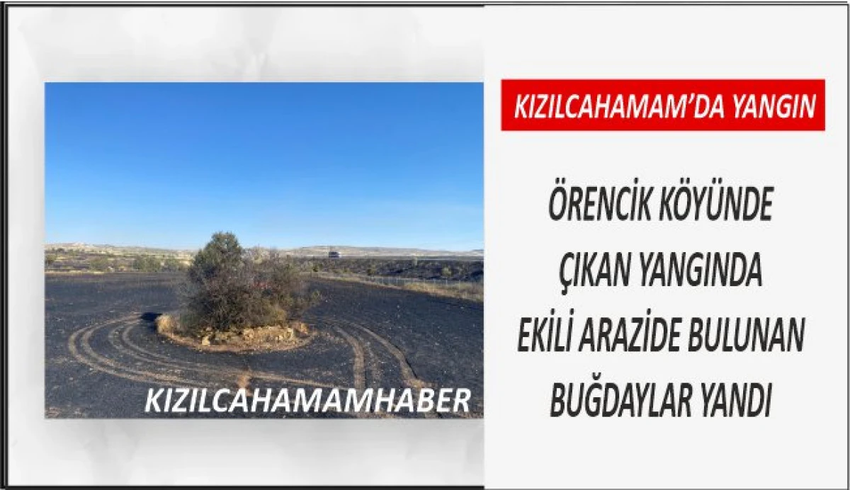 Kızılahamam Örencik Köyünde Çıkan Yangında Buğday Tarlaları yandı