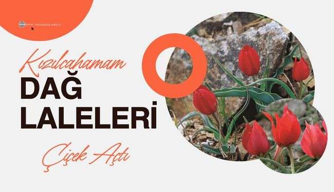 Kızılcahamam Endemik Lale'le çiçek açtı