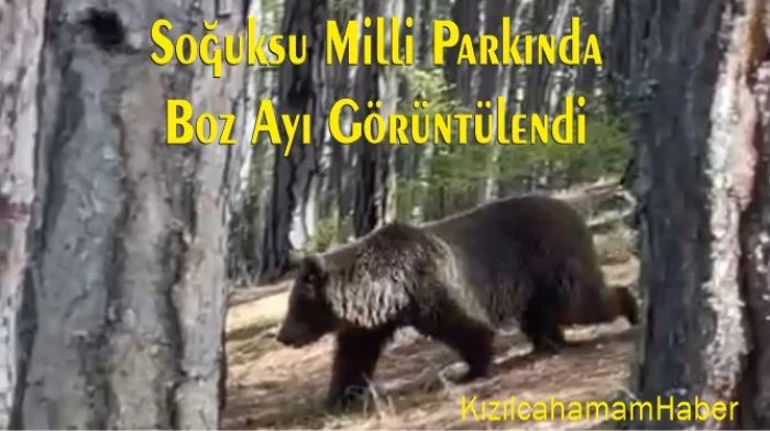 Kızılcahamam Soğuksu Milli Parkında Boz Ayı Görüntülendi