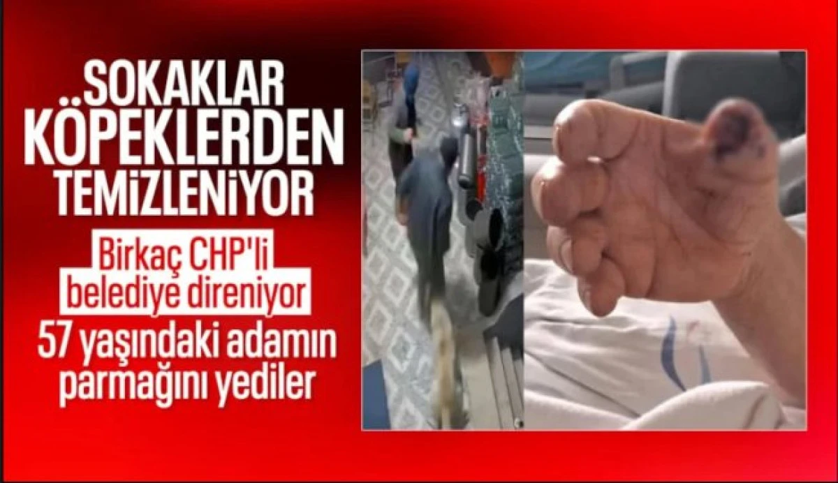 Manisa'da başıboş k&ouml;pek bir vatandaşın parmağını kopardı